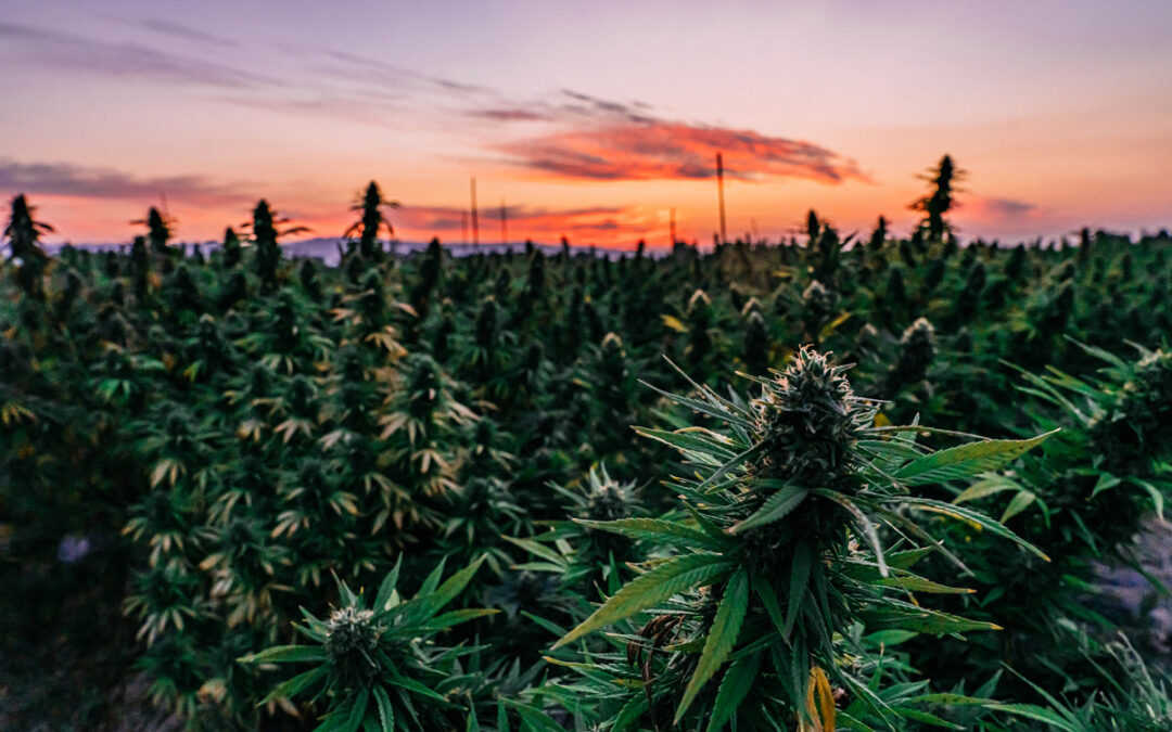 Climate Change Pressures Cannabis Operators