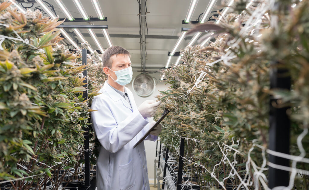 Unique Worker Safety Issues in Cannabis Industry