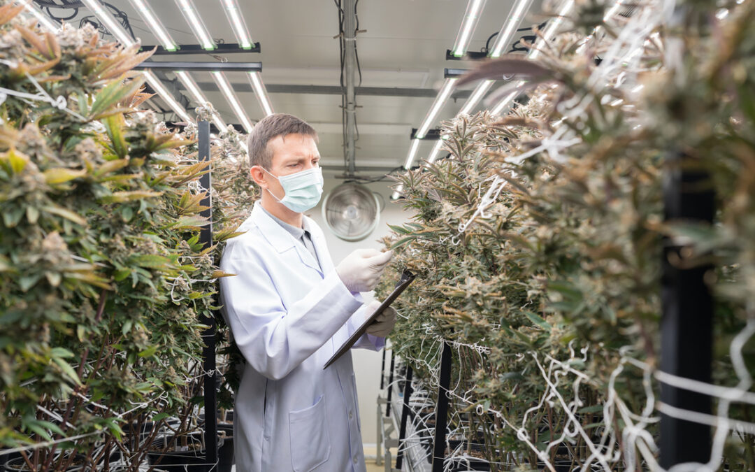 Unique Worker Safety Issues in Cannabis Industry